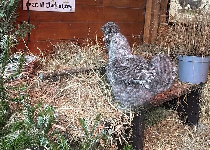 Harz Mit Herz Familienfreundliches Paradies Im Harz Daire Bredelem